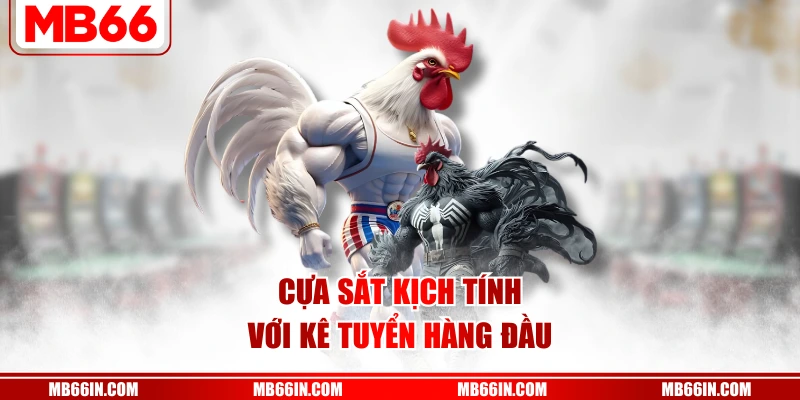 Cựa sắt kịch tính với kê tuyển hàng đầu
