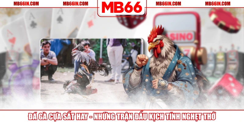 Đá Gà Cựa Sắt Hay – Những Trận Đấu Kịch Tính Nghẹt Thở