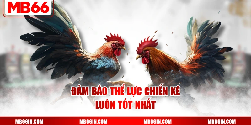 Đảm bảo thể lực chiến kê luôn tốt nhất
