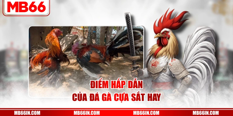 Điểm hấp dẫn của đá gà cựa sắt hay
