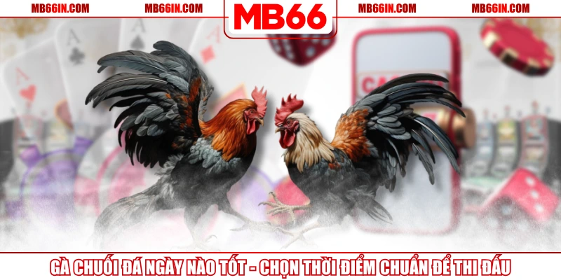 Gà Chuối Đá Ngày Nào Tốt – Chọn Thời Điểm Chuẩn Để Thi Đấu