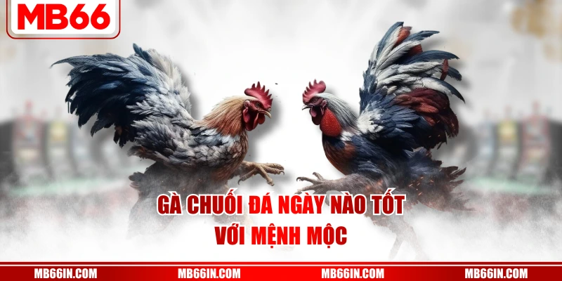 Gà chuối đá ngày nào tốt với mệnh Mộc
