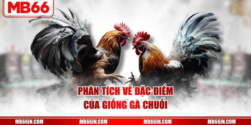 Phân tích về đặc điểm của giống gà chuối