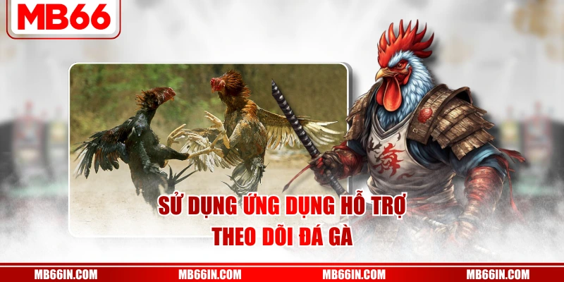 Sử dụng ứng dụng hỗ trợ theo dõi đá gà