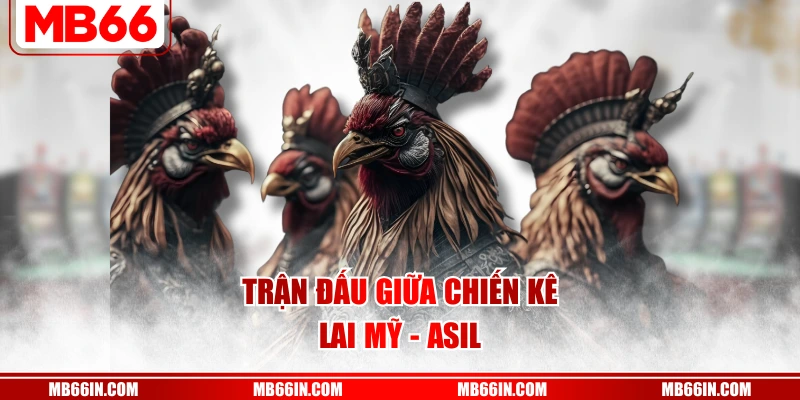 Trận đấu giữa chiến kê lai Mỹ - Asil
